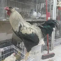 خروس|حیوانات مزرعه|تهران, بازار|دیوار