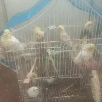 عروس هلندی دستی و آواز خون