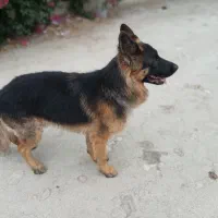 سگ ژرمن شپرد پا خرگوشی مو بلند