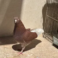 ۲ عدد کبوتر پرشی نر