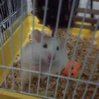 واگذاری همستر