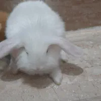خرگوش لپ
