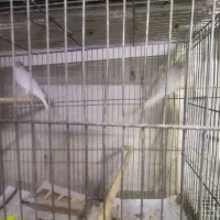 پرنده|پرنده|سلامی, |دیوار