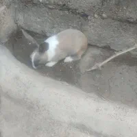 خرگوش نر زیبا معاوضه با خرگوش ماذه|موش و خرگوش|سقز, |دیوار