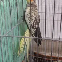 فروش عروس هلندی