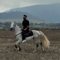 اسب آخال تکه نر