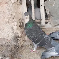 ریش|پرنده|خاش, |دیوار