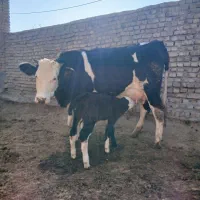 یک راس تلیسه باگوساله