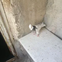 جوجه جوانه طوقی نر پاک امدی تخفیف هم داره|پرنده|باخزر, |دیوار