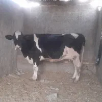 گاو ابستن هلشتاین گوساله