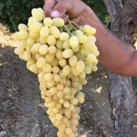 موجود نهال زود رس و دیررس|خدمات باغبانی و درختکاری|سنندج, |دیوار