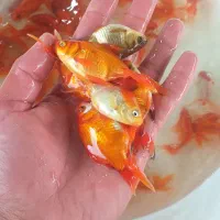 ماهی قرمز کوی تنگ هفت سین شمع