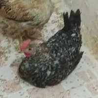 دو مرغ و خروس