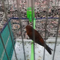 قناری سوخته