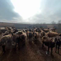 استخدام کارگر گوسفنداری