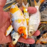 ماهی کوی|ماهی|سنگر, |دیوار