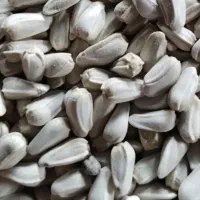 بذر گلرنگ مرودشت