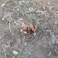 سگ پاکوتاه و گیرنده|سگ|تنکابن, |دیوار