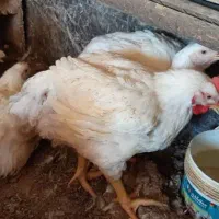 مرغ زنده|حیوانات مزرعه|شیراز, ده پیاله|دیوار