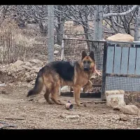 ژرمن کینگ  نر