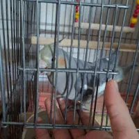 عروس هلندی|پرنده|ورامین, شهرک فجر|دیوار