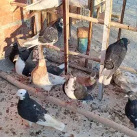 کفتر کبوتر رنگی پرش