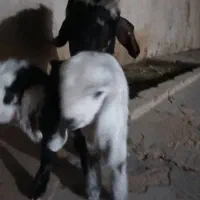 بز جفت یار|حیوانات مزرعه|اهواز, امانیه|دیوار