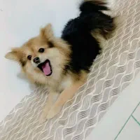 سگ پامر دم روباهی|سگ|کرمان, |دیوار