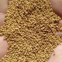 بذر یونجه ماران پایه بلند سردسیر فوق لوکس