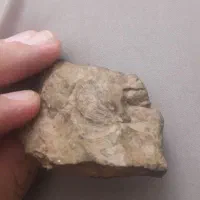 فسیل صدف|کلکسیون اشیاء عتیقه|مشهد, عبادی|دیوار