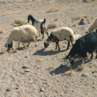 معاوضه میش با گاو|حیوانات مزرعه|یزد, |دیوار