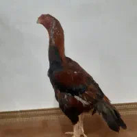 معاوضه دارم بانرقناری یا سهره ماده