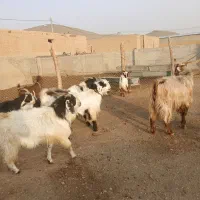 فروش سه راس بز نر با خط خونی خوب