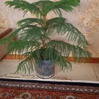 انواع اقسام گل طبیعی حراج فوری زیر قیمت بازار