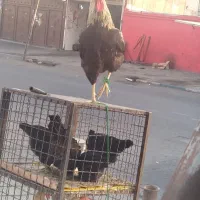 مرغ خروس برای قربانی