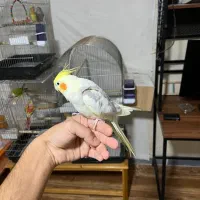 عروس هلندی جفت مولد|پرنده|اندیشه, اندیشه فاز ۳|دیوار