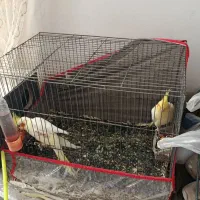 عروس هلندی|پرنده|گنبکی, |دیوار