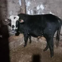 گوساله نر