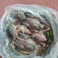 جوجه‌مینا