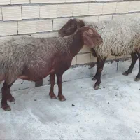 گوسفند‌بره