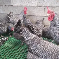 باجوجه‌مرغی که بهت میدم، دیگه تخم‌مرغ از بیرون نخر|حیوانات مزرعه|لنگرود, |دیوار