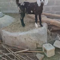 دو راس کهره ماده چاق