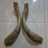 شاخ|کلکسیون و سرگرمی|کرج, حصارک بالا|دیوار