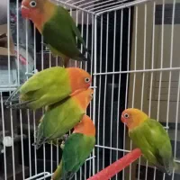 جوجه کوتوله غذاخور(اوپلاین گرین) با تست و حلقه