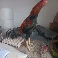 مرغ و خروس وجوجه