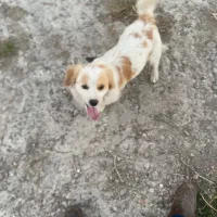 سگ خانگی|سگ|ماکو, |دیوار