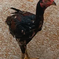 خروس