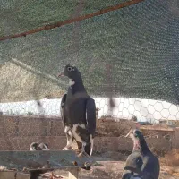 زاغ پلنگ کرمونی گوئک