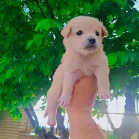 پامر اشپیز عروسکی