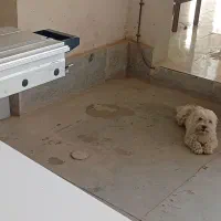 شیتزو انکل تراپی با شناسنامه|سگ|مشهد, بهار|دیوار